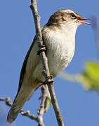 Sedge Warbler