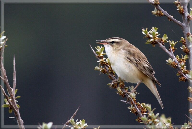 Sedge Warbler