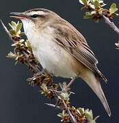 Sedge Warbler