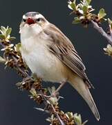 Sedge Warbler