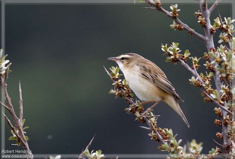 Sedge Warbler