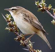 Sedge Warbler