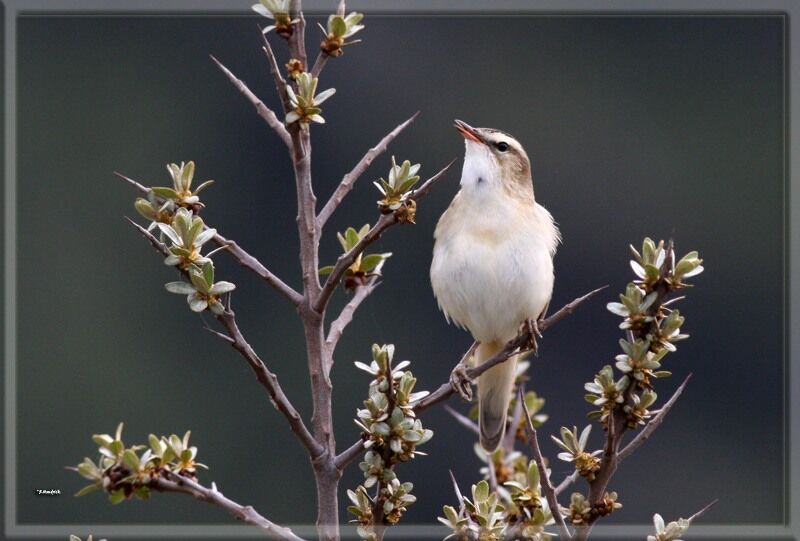 Sedge Warbler