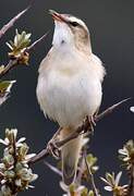 Sedge Warbler