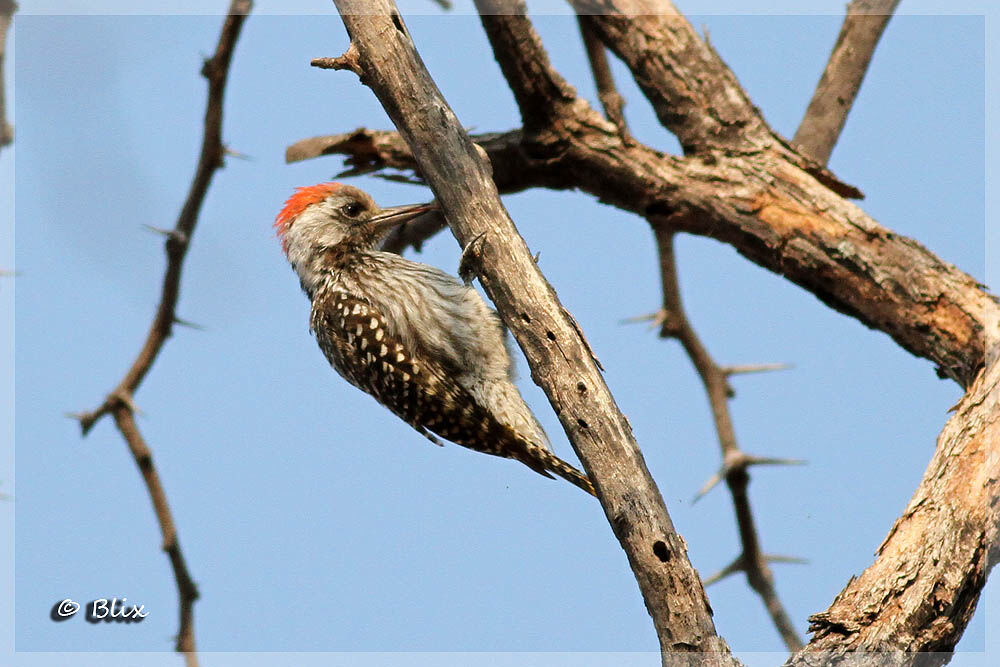 Cardinal Woodpecker