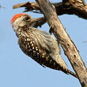 Cardinal Woodpecker