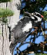 Hairy Woodpecker