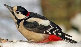 Great Spotted Woodpecker