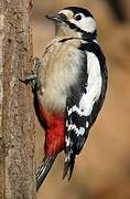 Great Spotted Woodpecker