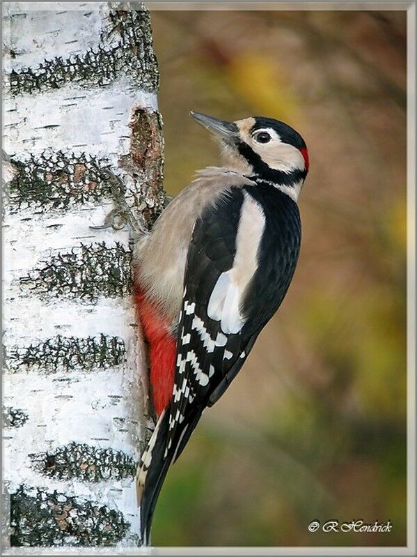 Great Spotted Woodpecker