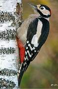 Great Spotted Woodpecker