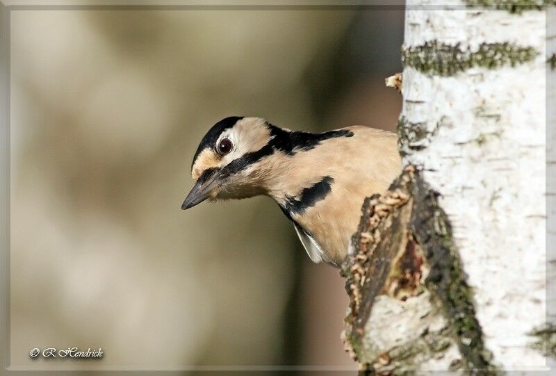 Great Spotted Woodpecker