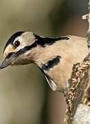 Great Spotted Woodpecker