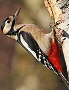 Great Spotted Woodpecker