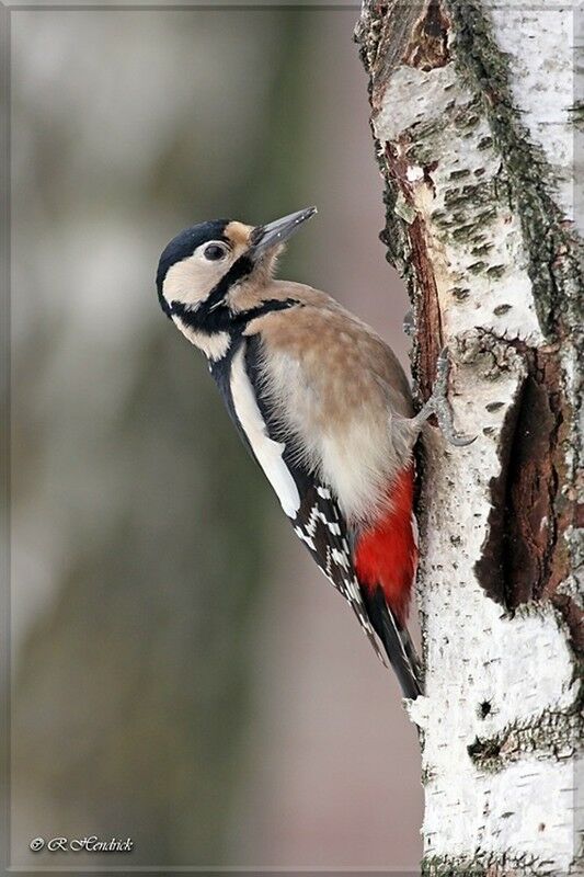 Great Spotted Woodpecker