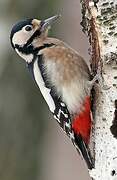 Great Spotted Woodpecker