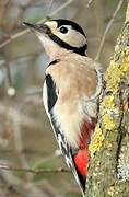 Great Spotted Woodpecker