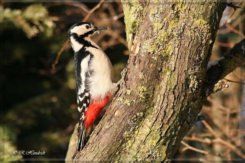 Great Spotted Woodpecker