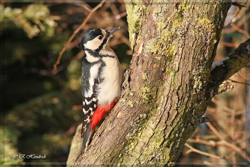 Great Spotted Woodpecker