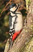 Great Spotted Woodpecker