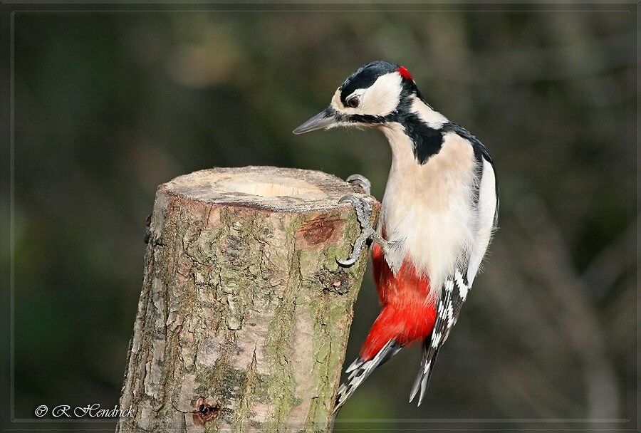 Great Spotted Woodpecker