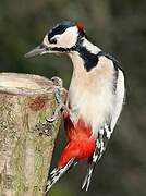 Great Spotted Woodpecker