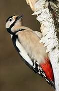 Great Spotted Woodpecker