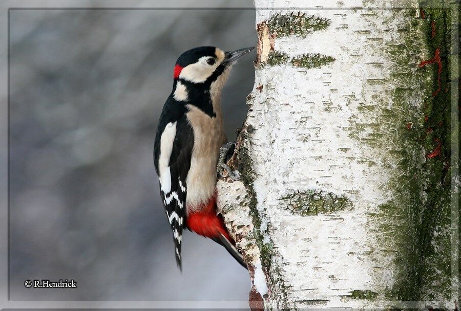 Great Spotted Woodpecker