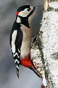 Great Spotted Woodpecker