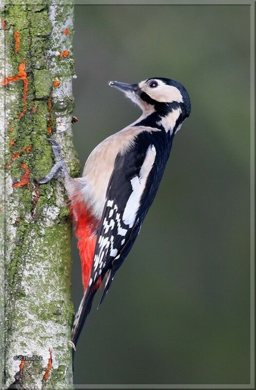 Great Spotted Woodpecker