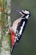 Great Spotted Woodpecker