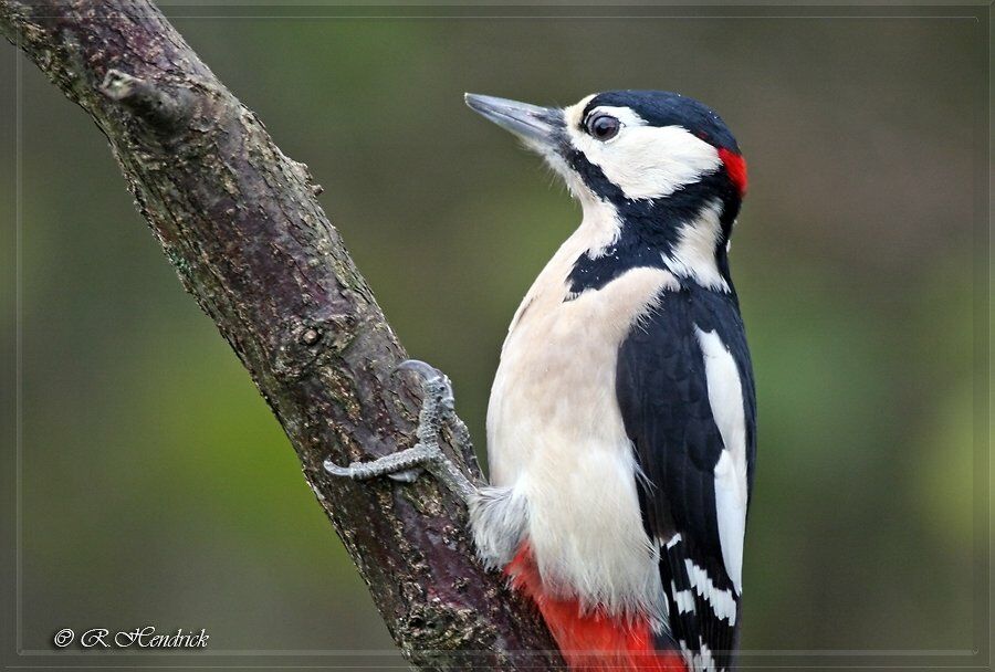 Great Spotted Woodpecker