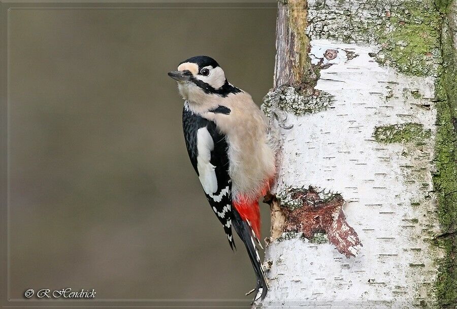 Great Spotted Woodpecker