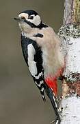 Great Spotted Woodpecker