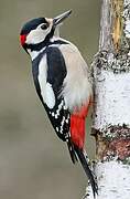 Great Spotted Woodpecker