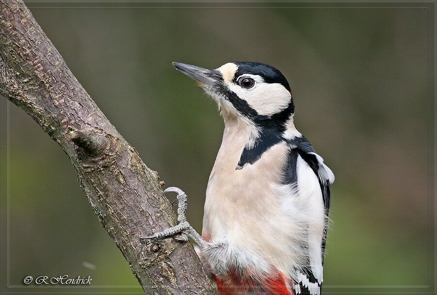 Great Spotted Woodpecker