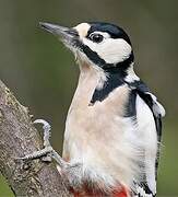 Great Spotted Woodpecker