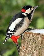 Great Spotted Woodpecker