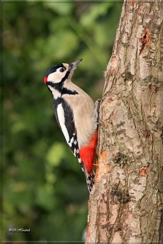 Great Spotted Woodpecker