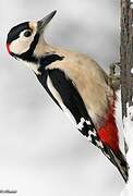 Great Spotted Woodpecker