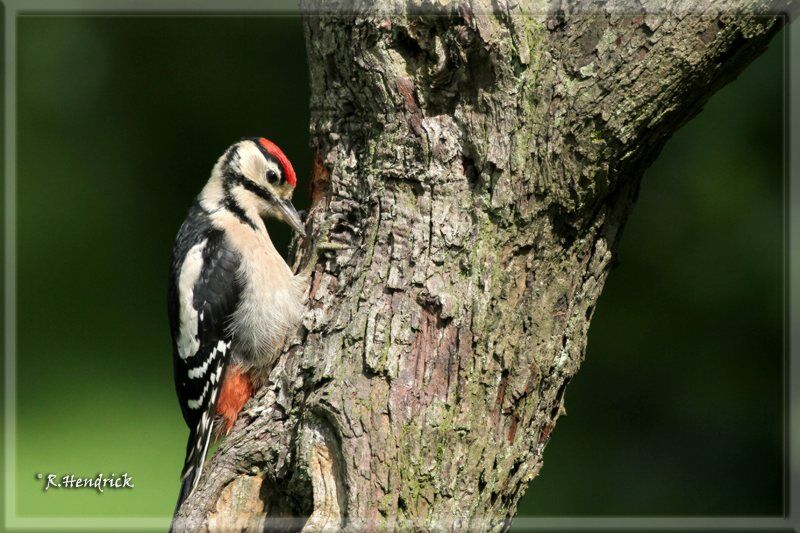 Great Spotted Woodpecker