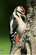 Great Spotted Woodpecker