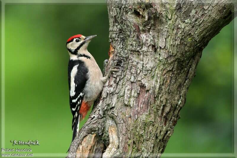 Great Spotted Woodpecker male juvenile, identification, pigmentation