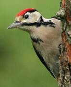 Great Spotted Woodpecker