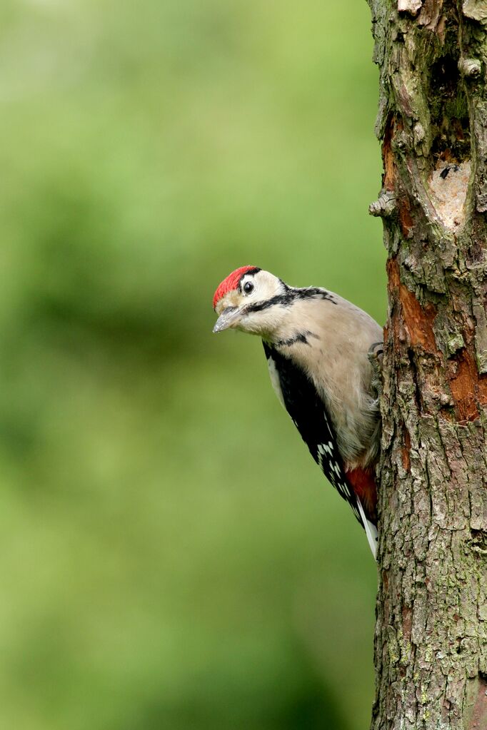 Great Spotted Woodpecker