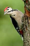 Great Spotted Woodpecker