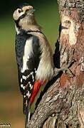 Great Spotted Woodpecker