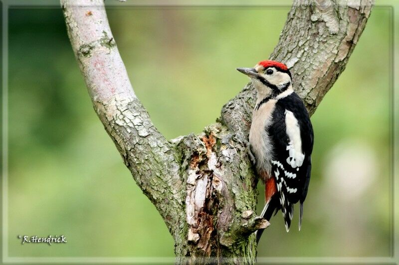 Great Spotted Woodpecker