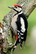 Great Spotted Woodpecker