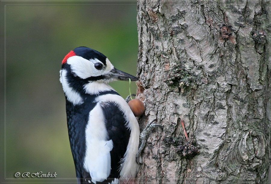 Great Spotted Woodpecker